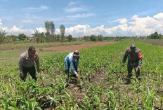 Dukung Ketahanan Pangan Nasional, Bhabinkamtibmas Polsek Bangil Dampingi Petani Jagung