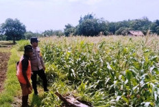 Dukung Swasembada Pangan, Polsek Klampis Beri Pendampingan Petani Jagung Buluk Agung