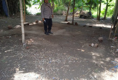 Polsek Tarik Datangi Dugaan Lokasi Sabung Ayam di Desa Klantingsari, Hasilnya Nihil