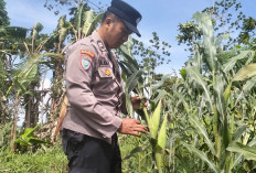 Polsek Pasirian Aktif Dukung Ketahanan Pangan Nasional di Lumajang