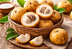 Manfaat Buah Kecapi, Buah Asam Segar yang Kaya Khasiat untuk Tubuh