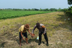 Dukung Ketahanan Pangan, Polsek Wonoayu Tanam Jagung Bersama Petani Mulyodadi