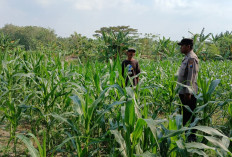 Polsek Ngraho Dampingi Petani Jagung, Dukung Program Ketahanan Pangan Nasional di Bojonegoro