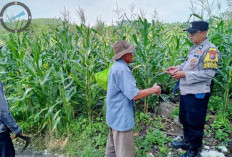 Polres Pasuruan Kini Kawal Budidaya Jagung Menuju Sukses Swasembada Pangan