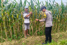 Polsek Tempursari Tinjau Lahan Jagung Warga, Dukung Program Ketahanan Pangan Nasional