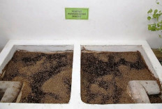 Warga Kebonsari Harap Lurah Baru Dukung Pengembangan Rumah Maggot