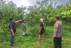 Resahkan Petani Poncokusumo, Pencuri Ratusan Kilogram Jeruk Diringkus Polisi, Terancam 7 Tahun Penjara