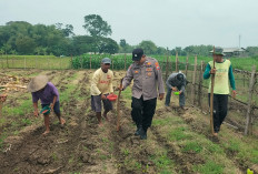 Polsek Kalitidu Bersama Petani Sukoharjo Tanam Jagung Dukung Program Ketahanan Pangan