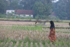 Kekeringan Meluas di Jawa Timur, Tiga Daerah Tingkatkan Status Tanggap Darurat