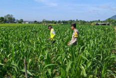 Panen Berkualitas dan Terserap Bulog, Bhabinkamtibmas Datengan Dampingi Petani Jagung