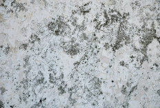 Waspada Masalah Dinding Pascahujan, Ini Strategi Tuntaskan Tembok Lembap dan Jamur agar Rumah Tetap Sehat