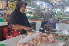 Permintaan Turun, Harga Ayam Potong di Situbondo Anjlok hingga Capai Rp 20 Ribu per Kilogram