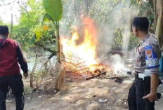 Polisi Bakar Arena Sabung Ayam di Kemantren Tulangan Sidoarjo
