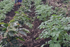 PLN Indonesia Power UBP Grati Perkuat Ketahanan Ekosistem Gunung Arjuno melalui Program Eco Agropreneur
