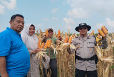Bhabinkamtibmas Yosowilangun Lor Ikut Panen Jagung, Dorong Ketahanan Pangan Desa