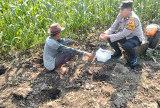 Dukung Swasembada Pangan, Polsek Sedati Dampingi Perawatan Jagung Pekarangan di Desa Buncitan