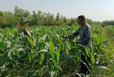Polsek Porong dan Petani Pantau Tanaman Jagung Dukung Swasembada Pangan