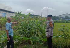Bhabinkamtibmas Desa Kraton Pantau Pertumbuhan Jagung Dukung Ketahanan Pangan Nasional
