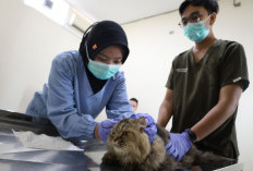 Mudik Tenang, Titip Anabul di Puskeswan Cuma Rp 30 Ribu