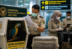 Cegah Penyelundupan Satwa, Karantina Jatim Perketat Pengawasan di Bandara dan Pelabuhan