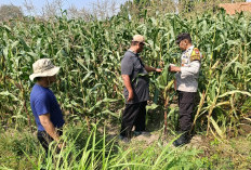 Dukung Swasembada Pangan, Polsek Sidoarjo Kota Dampingi Perawatan Jagung
