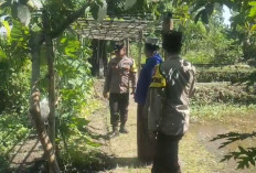 Bhabinkamtibmas Mantingan Pantau Budidaya Kacang Panjang Warga, Perkuat Ketahanan Pangan Keluarga