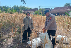Bhabinkamtibmas Karanganyar Monitoring Lahan Jagung Warga, Perkuat Ketahanan Pangan di Ngawi