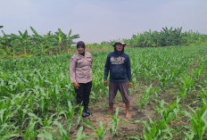 Polsek Gedangan Bersama Petani Punggul Optimalkan Panen Jagung 