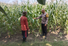 Sukseskan Swasembada Pangan, Anggota Polsek Buduran Masifkan Pengecekan Lahan Jagung