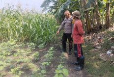 Polsek Buduran Dampingi Petani Kelola Jagung Hibrida, Wujudkan Swasembada Pangan 