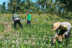 Polsek Candipuro Lumajang Dampingi Petani Jagung Wujudkan Ketahanan Pangan