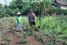 Bhabinkamtibmas Bringin Cek Pertanian Sayuran, Dukung Ketersediaan Pangan Warga