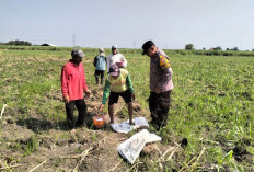 Polsek Tulangan Dorong Swasembada Pangan SIdoarjo Lewat Monitoring Perkebunan Tebu Kajeksan
