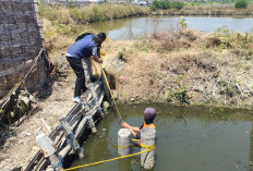 Kelola Limbah Tak Sesuai Prosedur, DLH Gresik Segel 4 Tambak Udang di Ujungpangkah