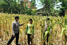 Bhabinkamtibmas Bringin Cek Pertanian Jagung, Dukung Ketahanan Pangan di Ngawi