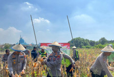 Polsek Taman Panen Jagung Serentak di Lahan Lingkar Mas Sepanjang, Dukung Ketahanan Pangan Nasional