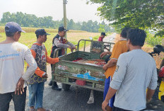 Kompak Wujudkan Swasembada Pangan, Polisi dan Petani di Balongbendo Kelola Tanaman Jagung