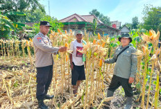 Bhabinkamtibmas Widodaren Monitoring Tanaman Jagung, Dukung Ketahanan Pangan Warga