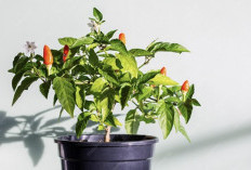 Cara Rawat Tanaman Cabai di Pot agar Berbuah Lebat dan Terhindar dari Hama Patek   