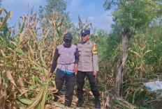 Bhabinkamtibmas Bringin Cek Lahan Jagung, Perkuat Ketersediaan Pangan di Ngawi                                