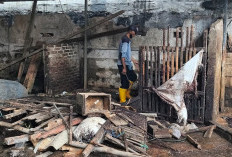 Disebut Tanpa Dialog, Penertiban Unggas Pasar Tembok Dukuh Diprotes Pedagang