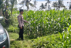 Kawal Asta Cita, Bhabinkamtibmas Polsek Pasirian Cek Perkembangan Tanaman Jagung Warga