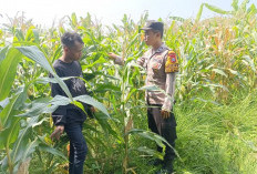 Polsek Tarik bareng Petani Kelola Lahan Jagung Wujudkan Swasembada Pangan