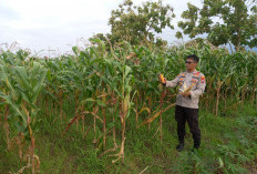 Dukung Swasembada Pangan, Polsek Krembung Intensifkan Pendampingan Lahan Jagung