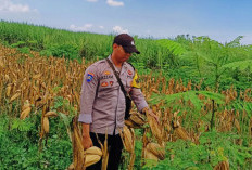 Dukung Ketahanan Pangan, Polsek Tekung Lumajang Turun Langsung Dampingi Petani Jagung