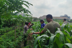Dukung Swasembada Pangan, Bhabinkamtibmas Polsek Waru Pantau Pertumbuhan Jagung di Bungurasih