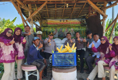 Sokong Program Asta Cita, Polsek Kenjeran Panen Raya 1,8 Ton Jagung Manis di Tambak Wedi