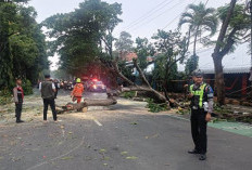 Satlantas Polres Kediri Kota Evakuasi Pohon Tumbang Dan Atur Lalu Lintas