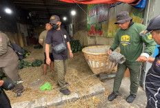 Tak Kantongi PBG dan IMB, Satpol PP Surabaya Segel 7 Kios Buah di Jalan Tanjungsari