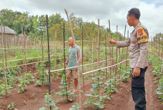 Dukung Petani Timun, Bhabinkamtibmas Polres Ngawi Aktif Monitoring Ketahanan Pangan di Desa Kuniran 